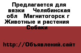 Предлагается для вязки  - Челябинская обл., Магнитогорск г. Животные и растения » Собаки   